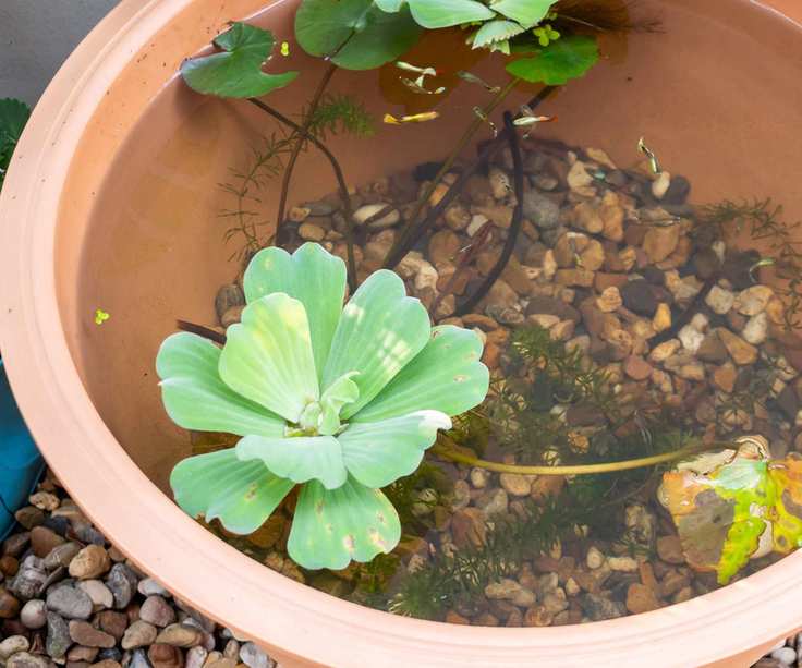 Guppy fish in the small lotus pond made in a terracotta pot