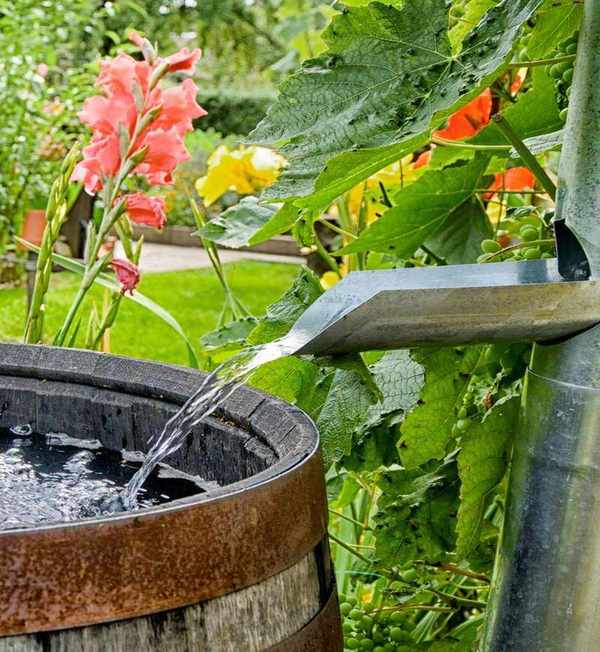Water flowing down a metal drain pipe into a wooden barrel water butt
