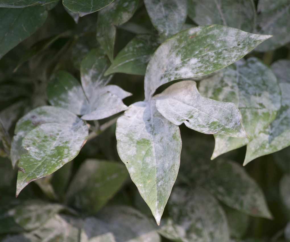 Peony mildew with white powder