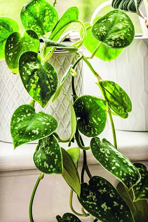 Philodendron houseplant with trailing leaves