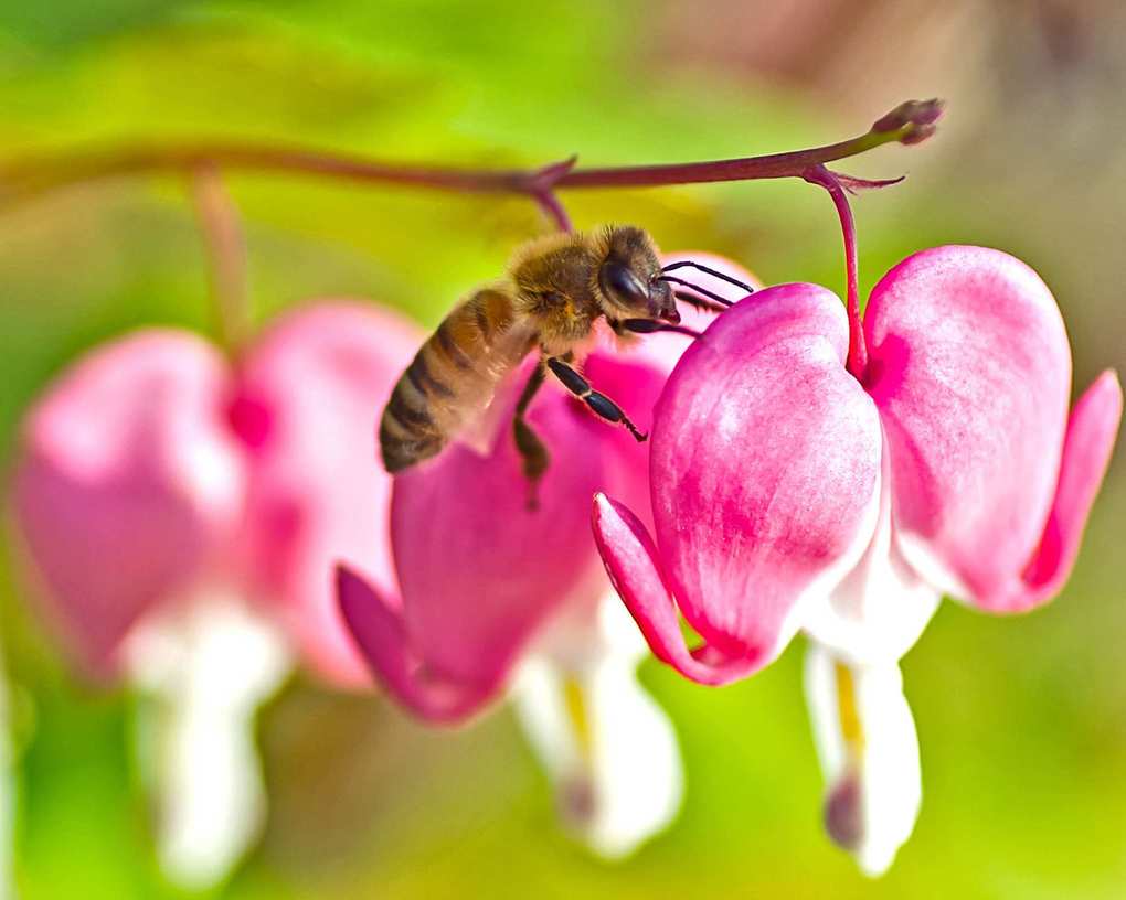 Bleeding hearts and bee