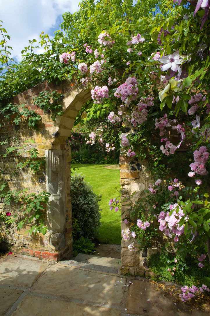 Mastering rose pruning: rambling rose climbing up a wall