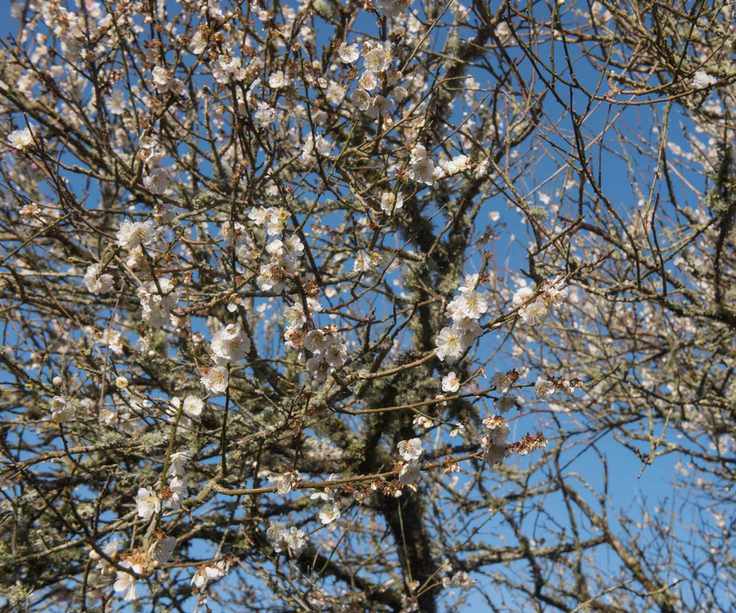 Winter blossom of the ornamental Japanese apricot tree