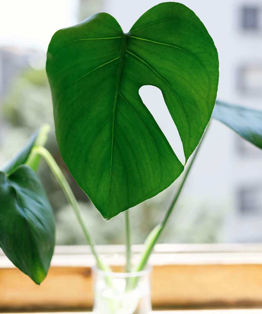 swiss cheese plant cutting in a glass on a windowsill