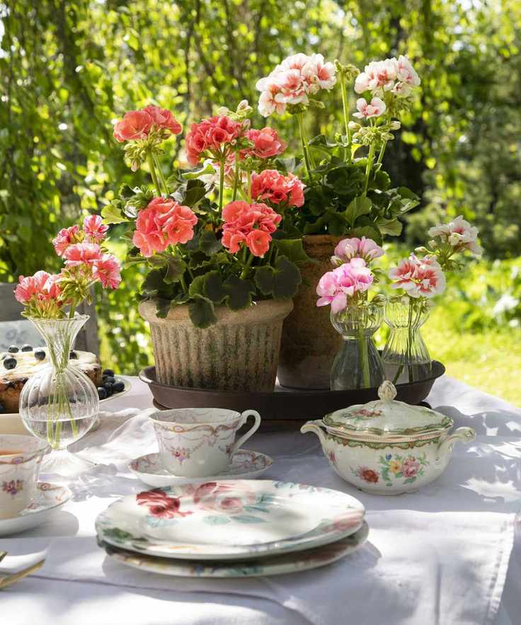 Potted pelargonium on outdoor dining table