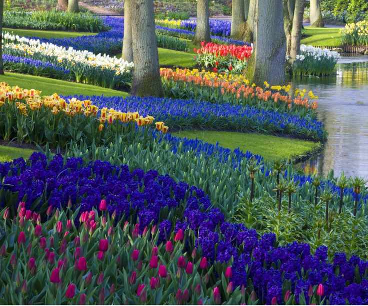 Keukenhof in bloom