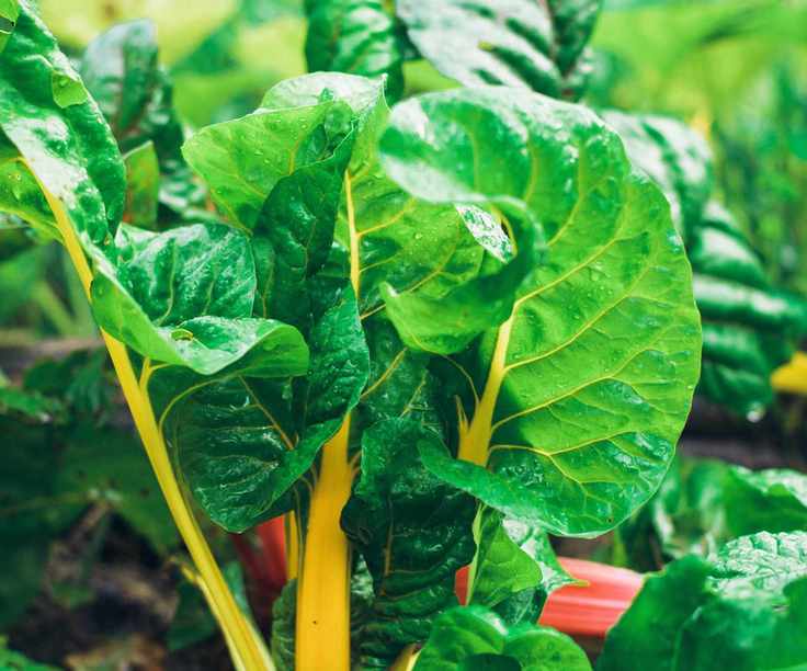 Yellow swiss chard leaves