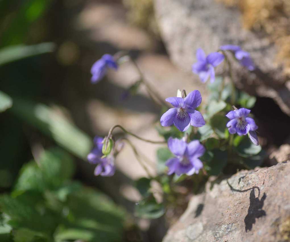 Common dog-violet flowers growing in rocks