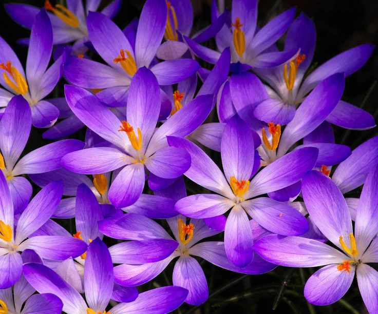 Crocuses in bloom