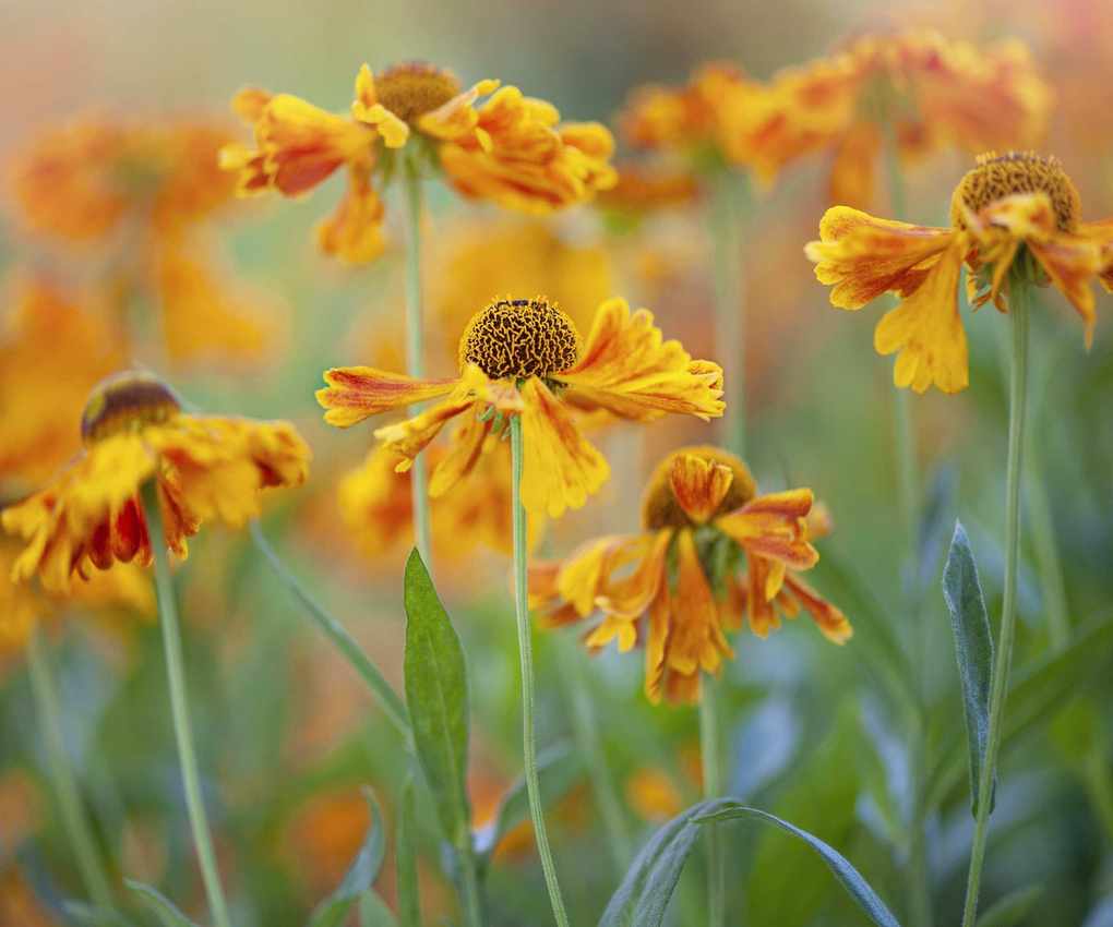 Sneezeweed Helenium autumnale