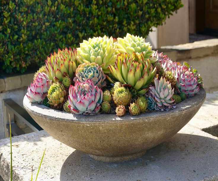 A succulent planter