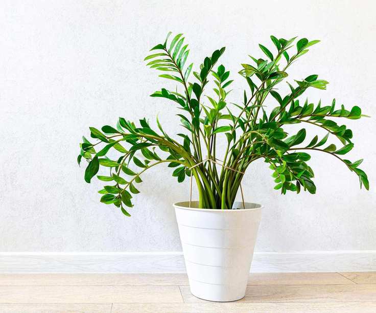 ZZ plant in white pot