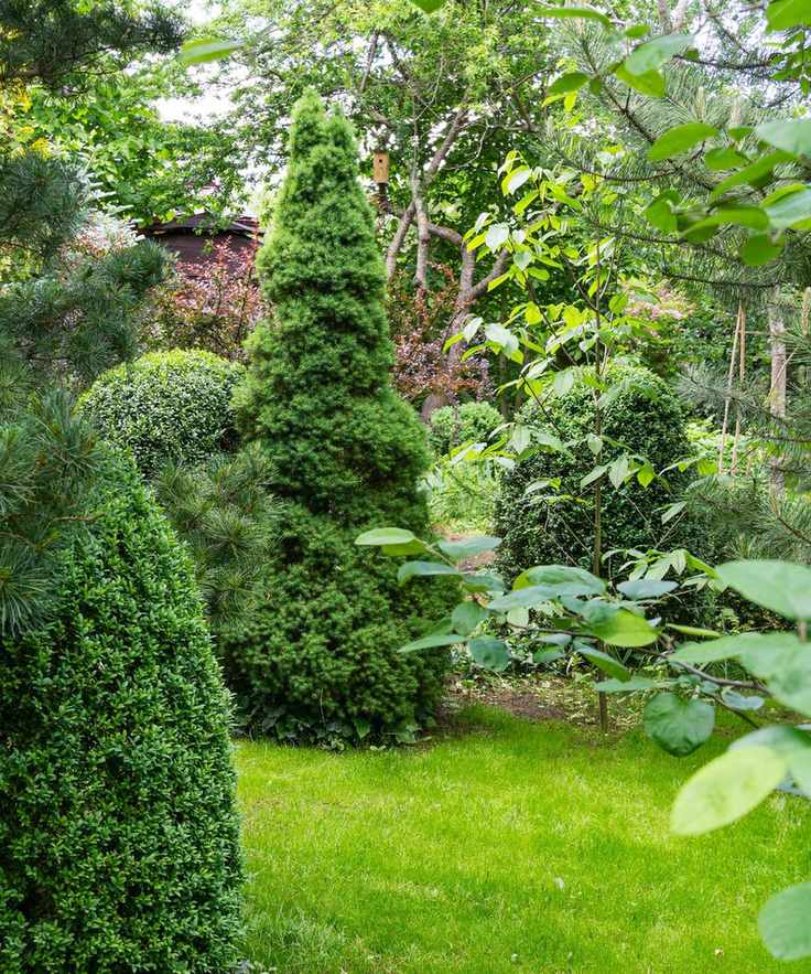 Conifers in a garden