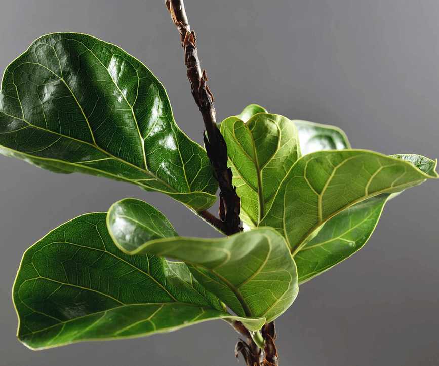 fiddle leaf fig stem