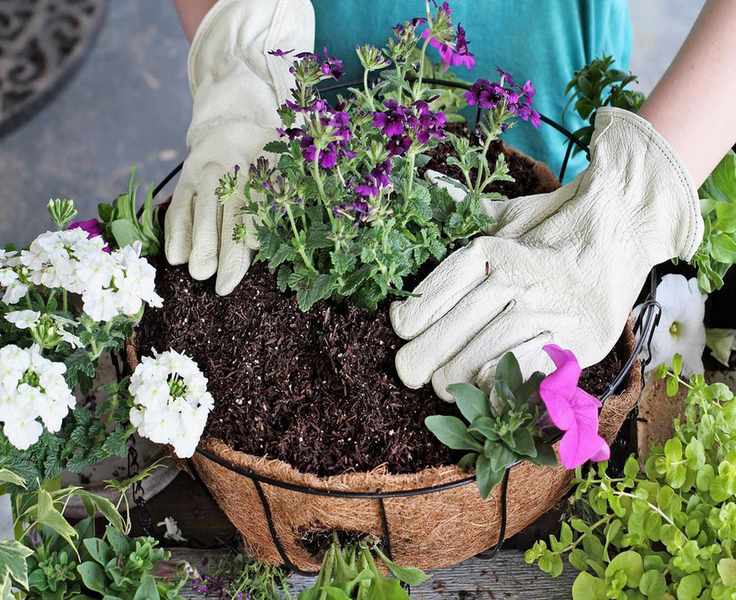 Planting a hanging basket with holes in the liner