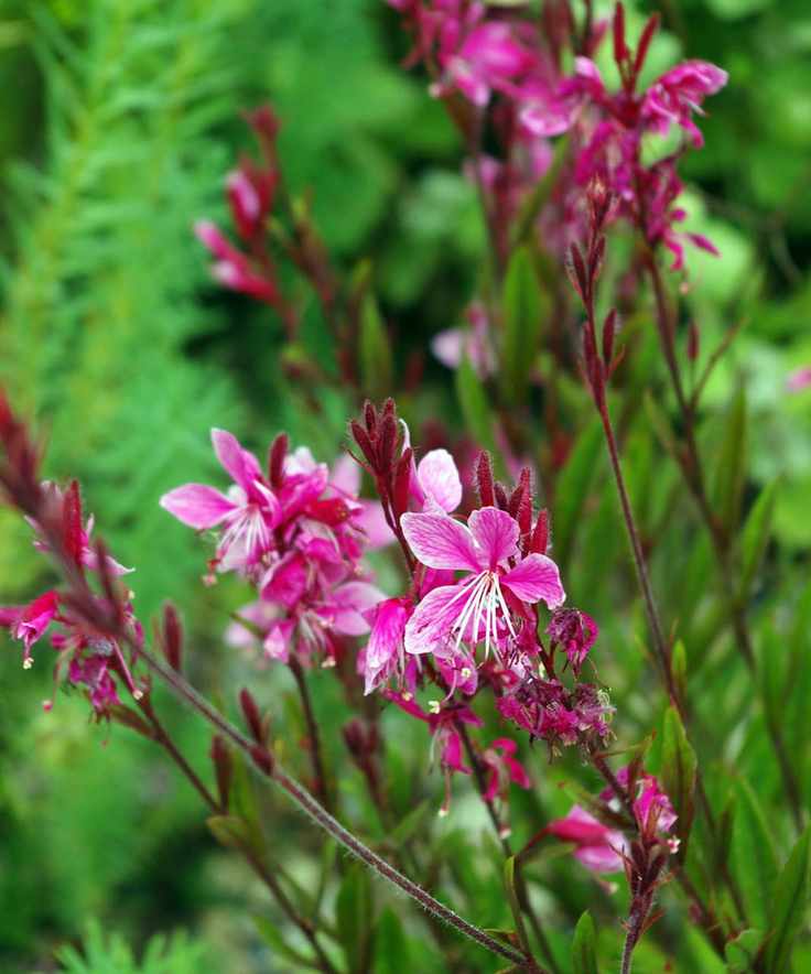 Oenothera lindheimerei 'Siskiyou Pink'