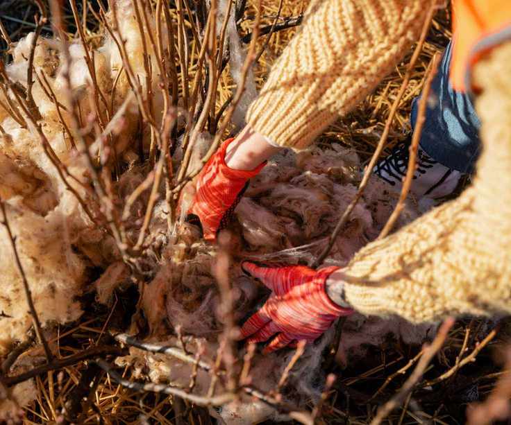 Sheep's wool compost