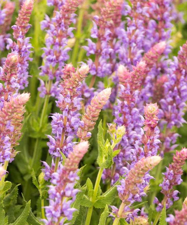 Salvia nemorosa 'Salute Ice Blue'
