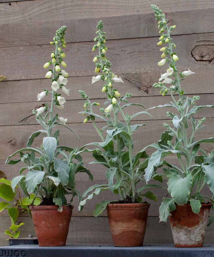 foxgloves growing in terracotta pots