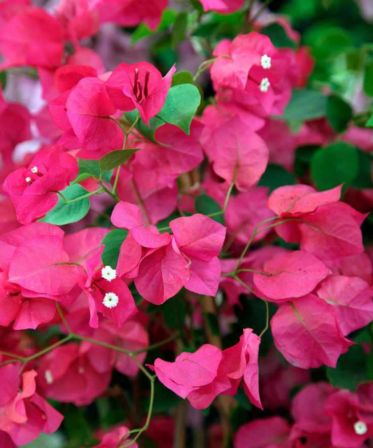 Bougainvillea 'Barbara Karst'