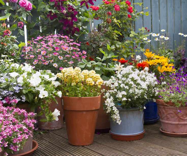 Container garden