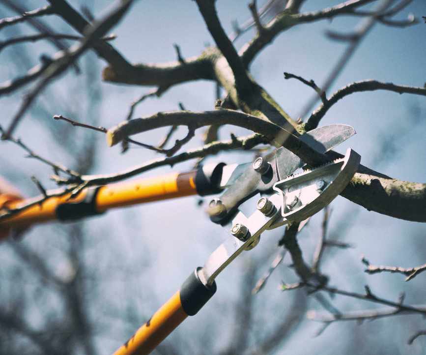 Pruning a fruit tree in winter