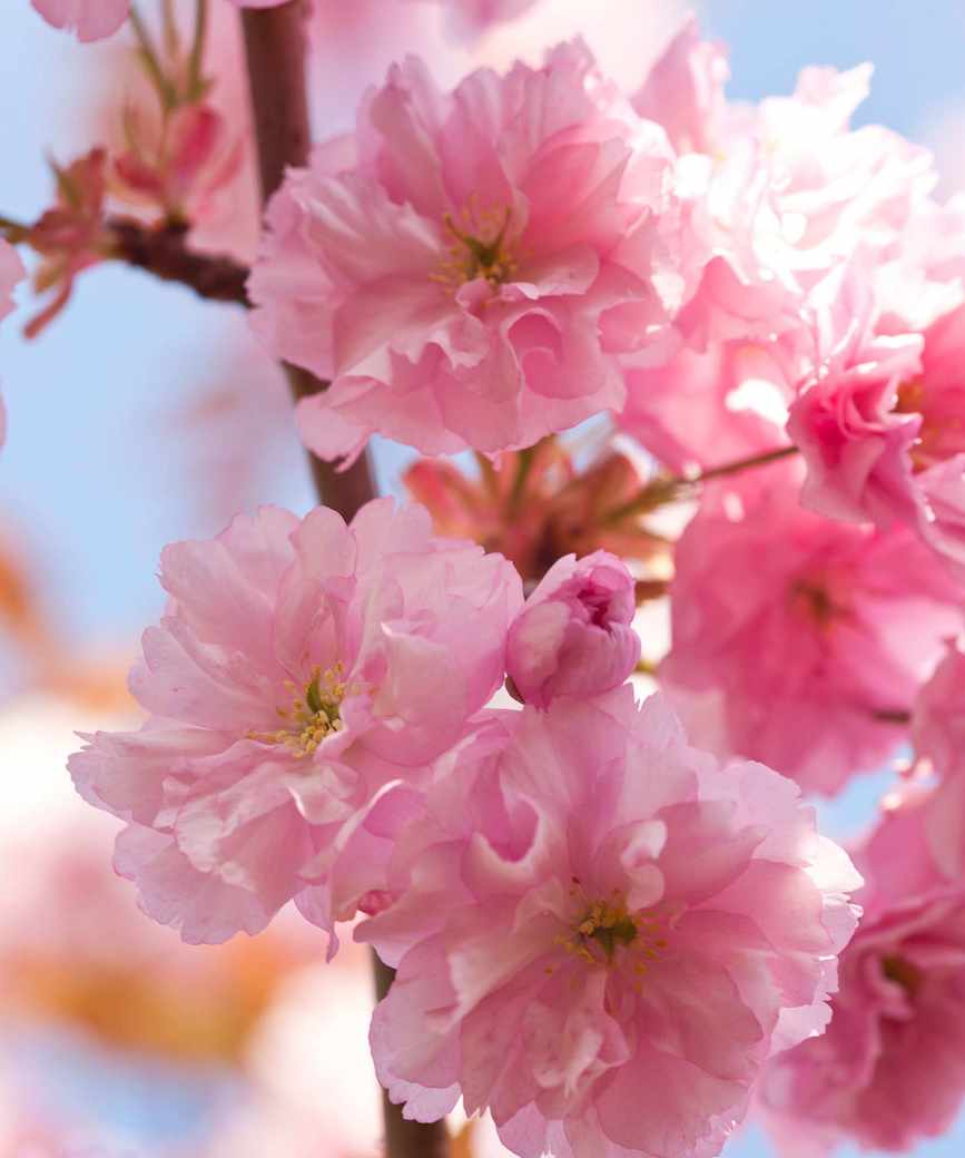 cherry tree in blossom