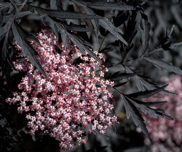 Sambucas nigra with pink flowers