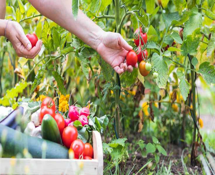 companion planting tomatoes with flowers and veg