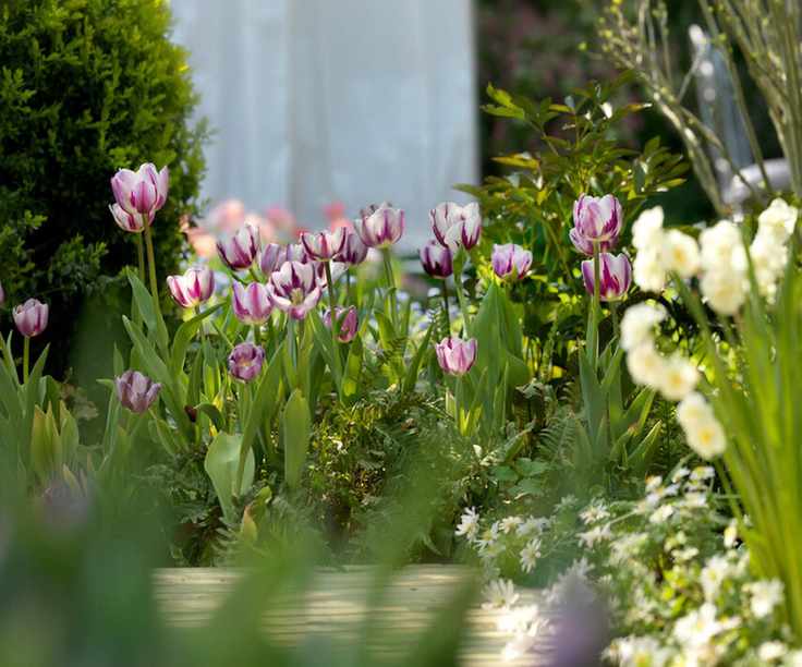 Tulip Triumph Zurel Purple