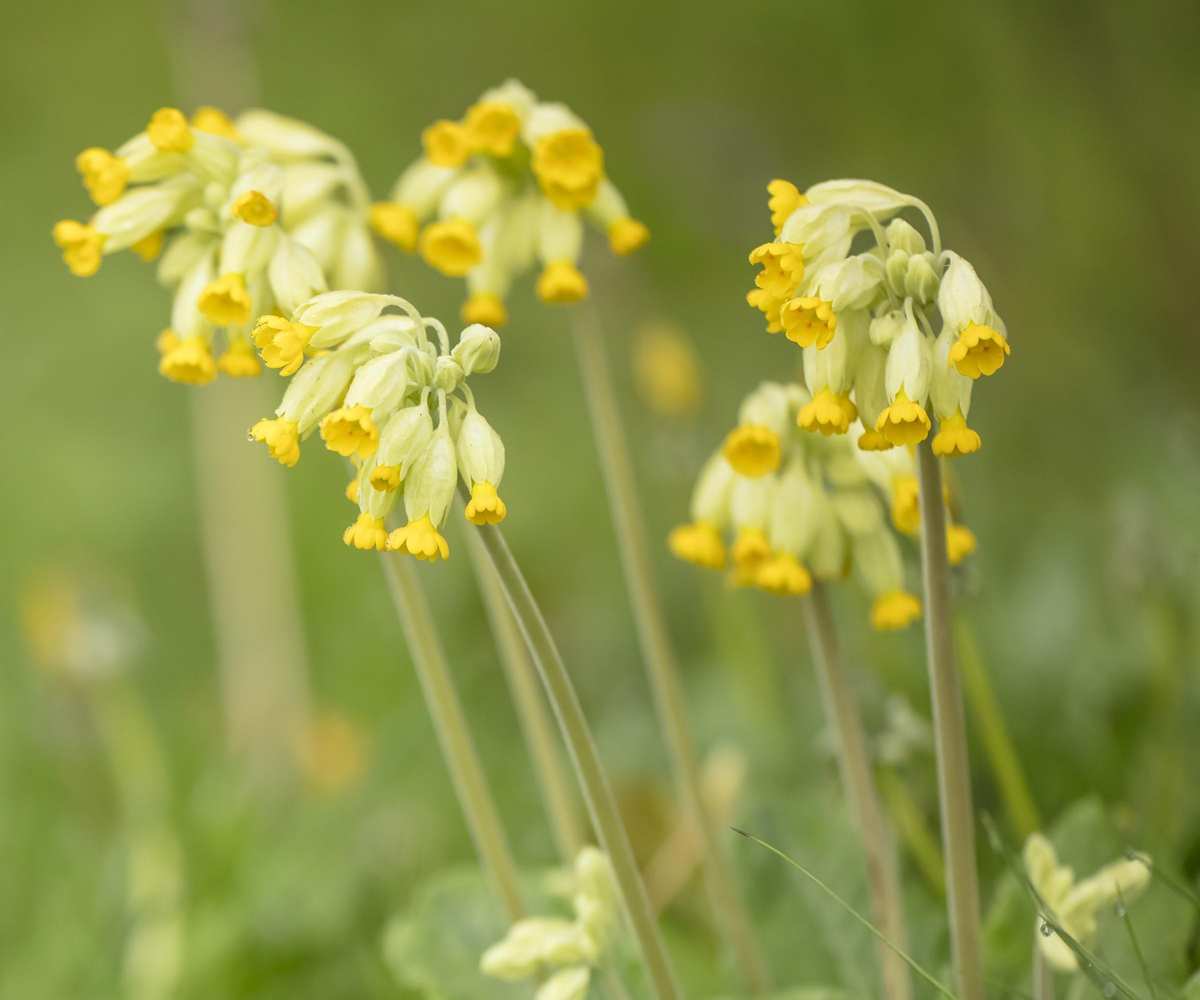 Primula veris cowslip in bloom