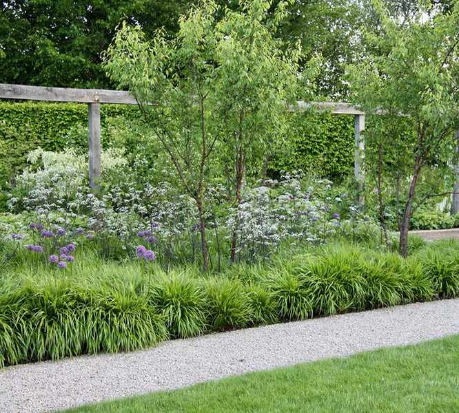 Designing a pergola - Ground cover and other plants in a pergola scheme