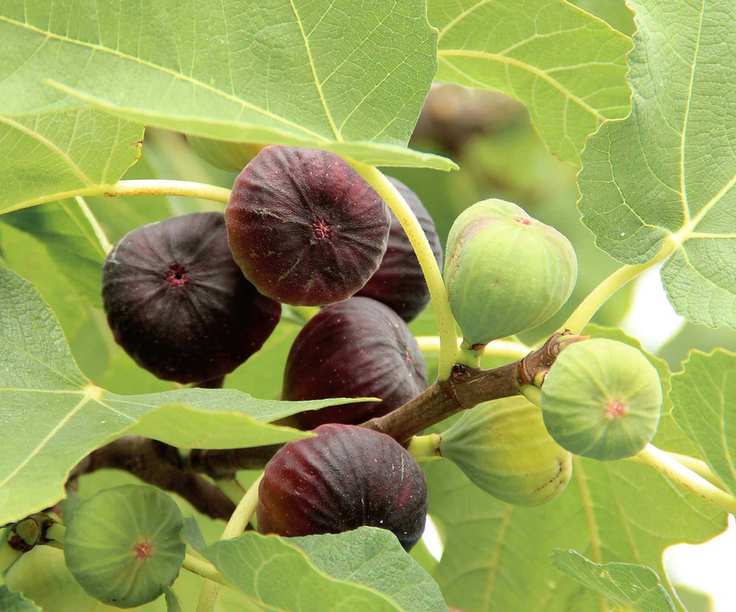 Fig tree fruit