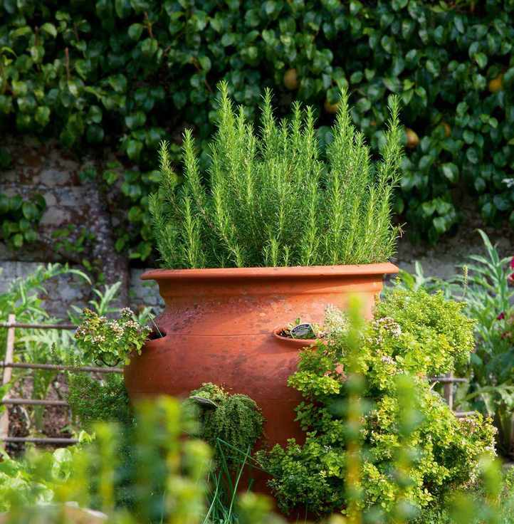 Growing rosemary in a pot