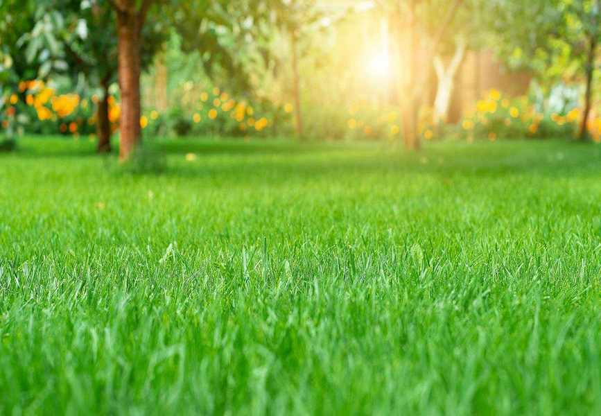6 Key Reasons Your Grass Seed Isn't Germinating and How to Fix It
