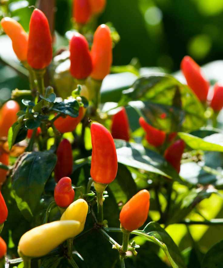 Chilli peppers 'Prairie Fire'