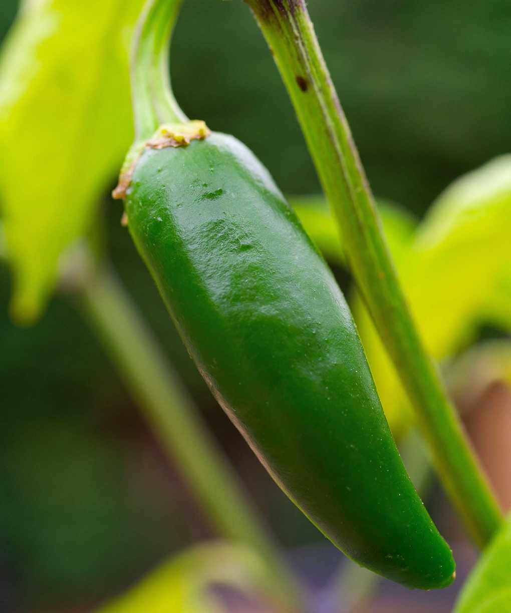 Chilli 'Jalapeno'