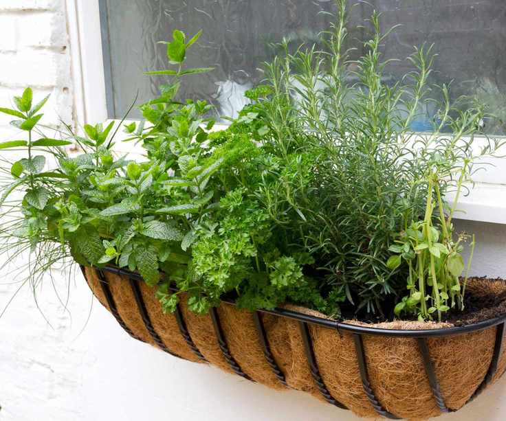 Herb window box