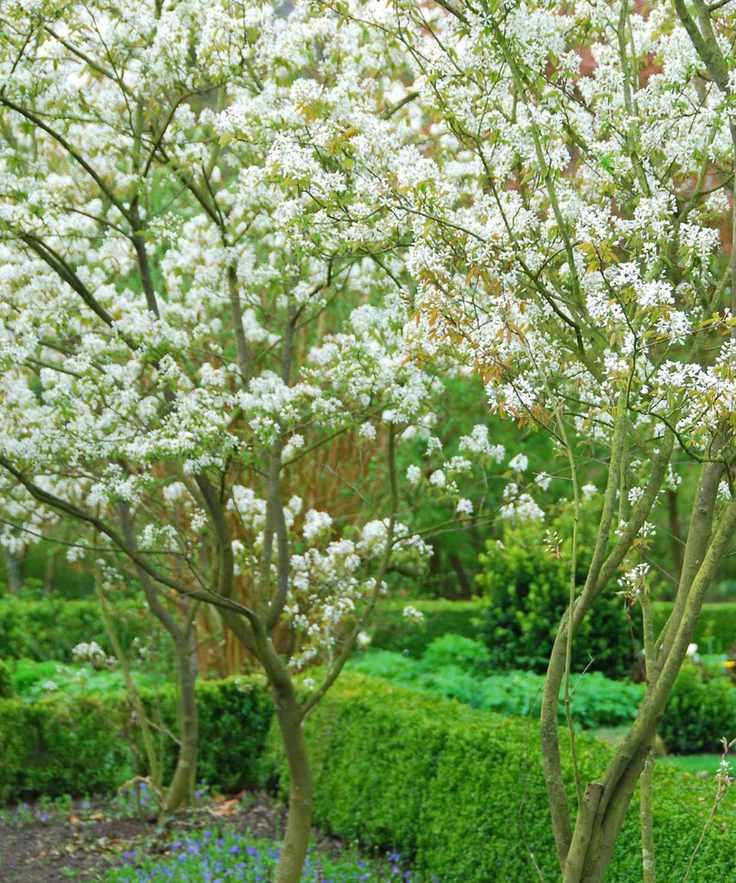 Amelanchier lamarckii tree