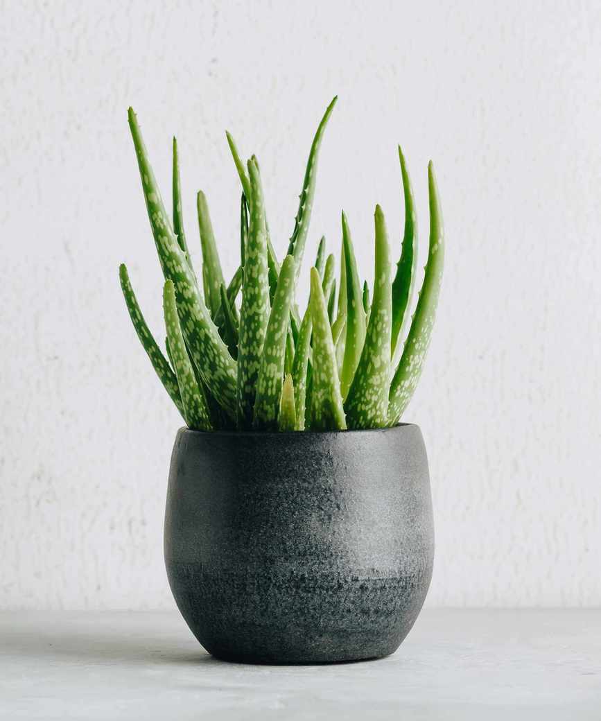 aloe vera plant in pot