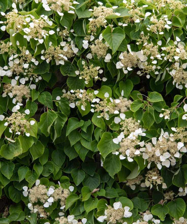 Climbing hydrangea