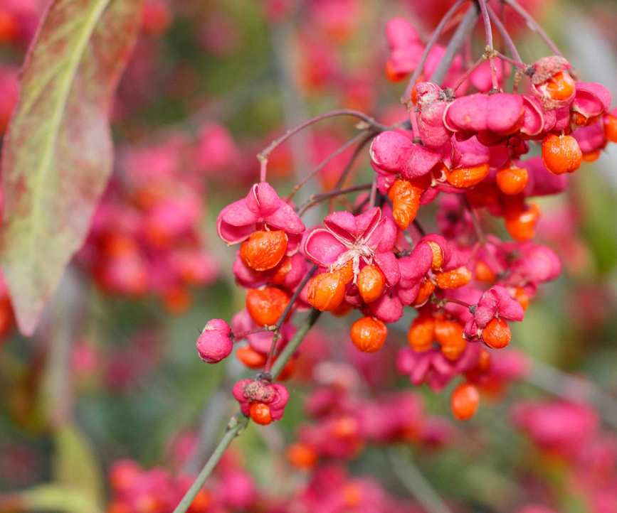 Euonymus europaeus 'Red Cascade' with berries