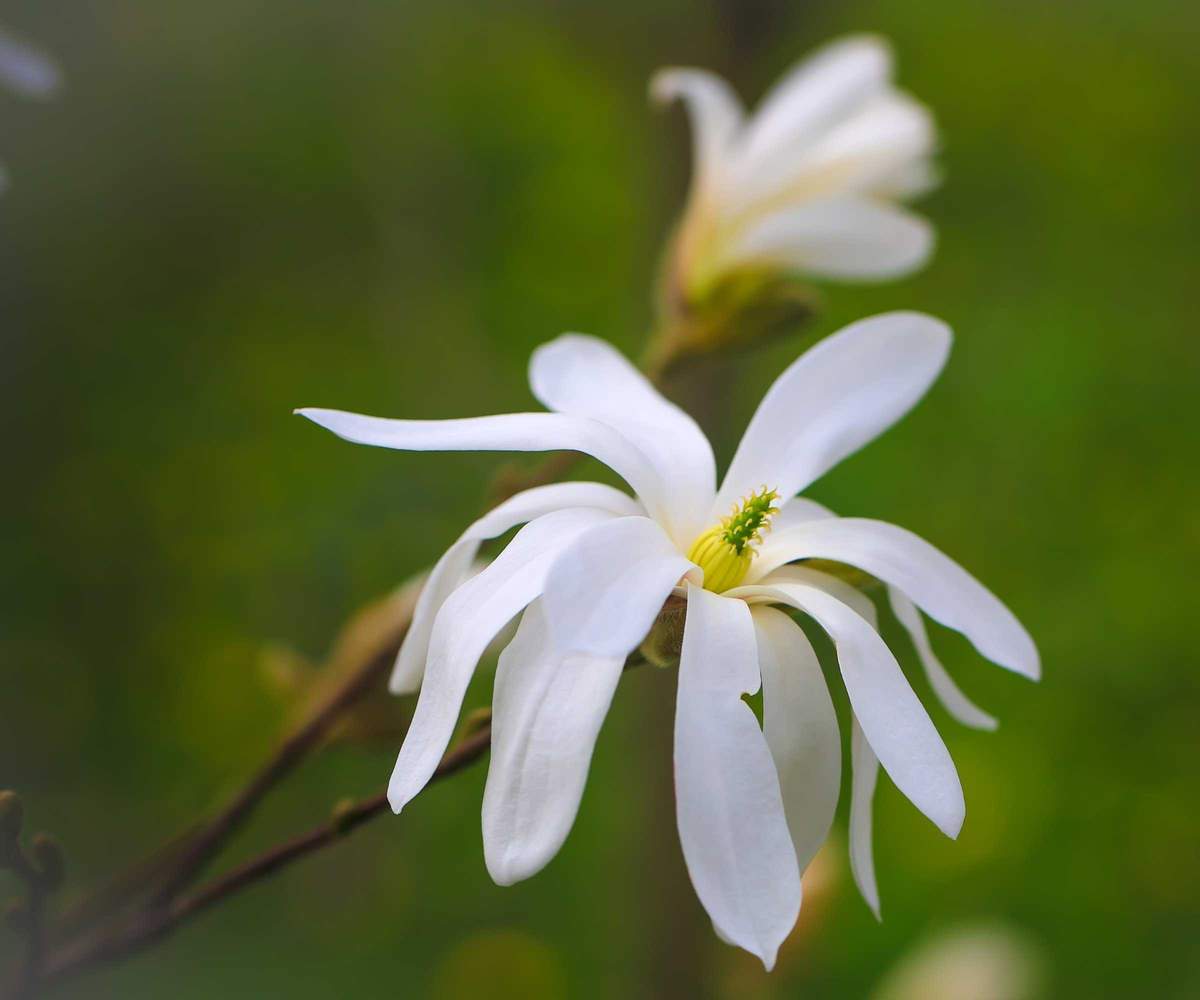 Magnolia stellata with white flower