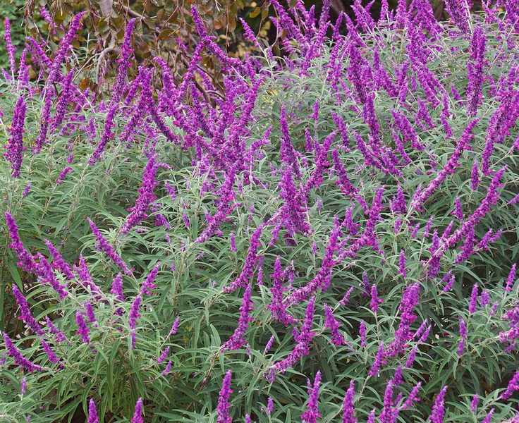 Mexican bush sage salvias flowering in cottage garden