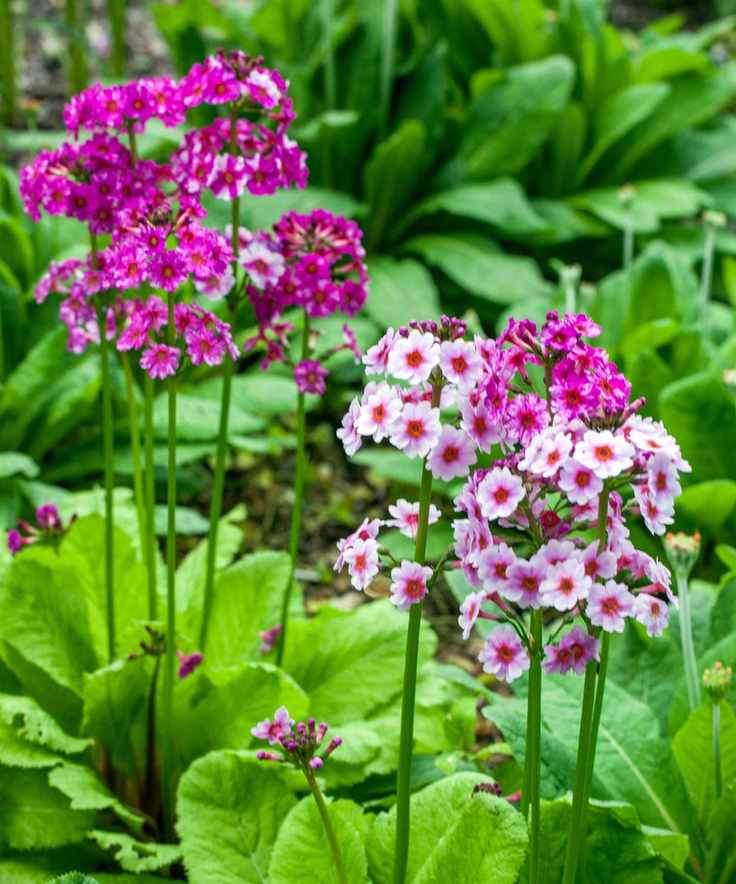 plants in wet soil Primula japonica flowering in summer