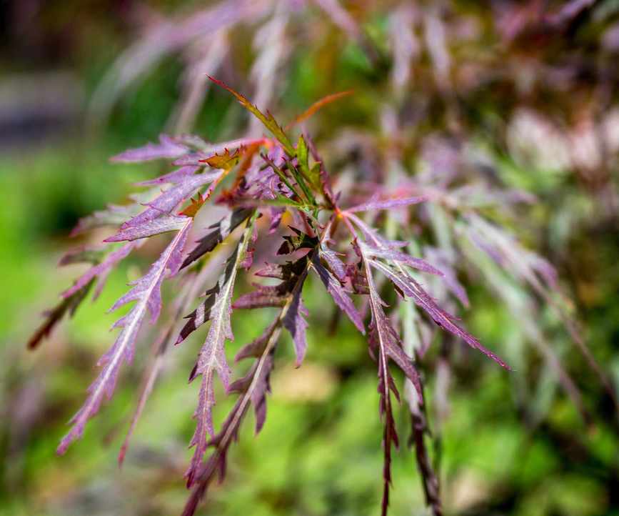 Red Dragon Acer