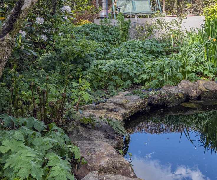 Pond in a garden surrounded by planting