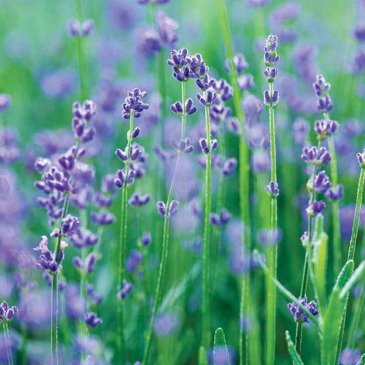 Munstead Lavender Plant