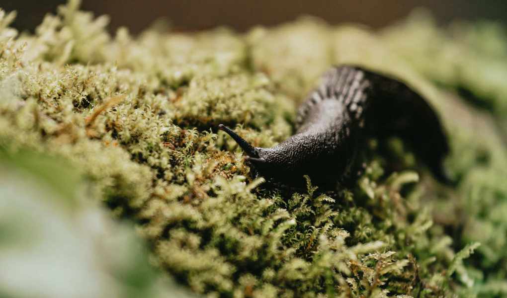 Effective Strategies to Eliminate Slugs from Your Garden