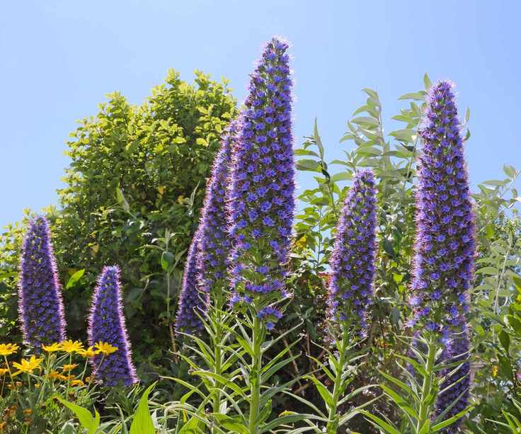 Echium candicans